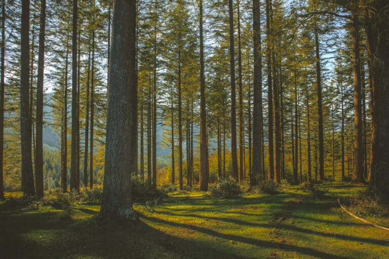 Image for Bonito del Norte