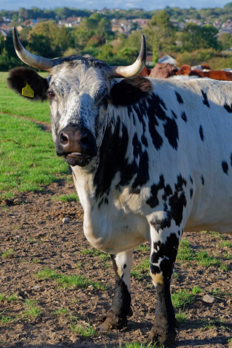 Image for Cows